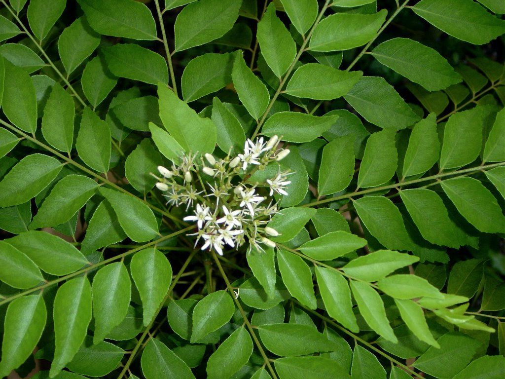 Curry leaves (Murraya koenigii) Image