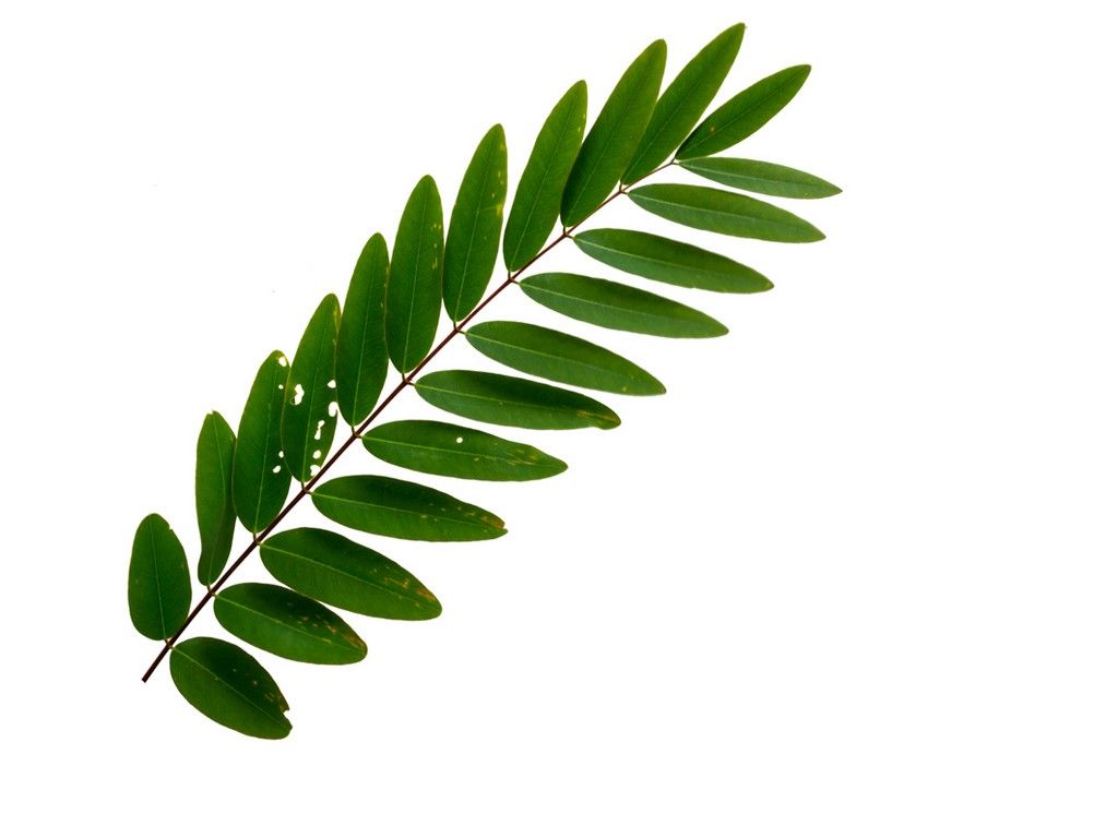 Cassia Leaves Image