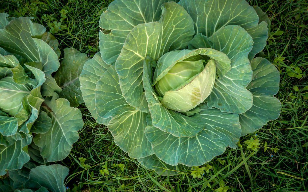 What is cabbage or lettuce?