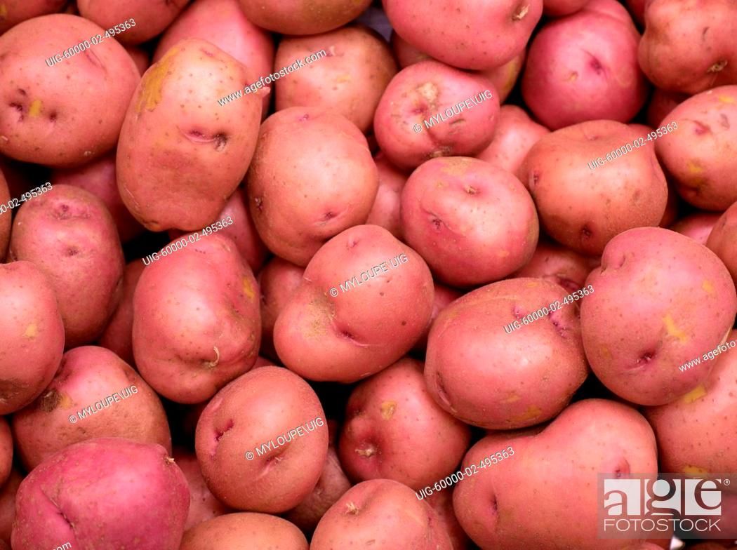 Potato, red skin (Solanum tuberosum) Image