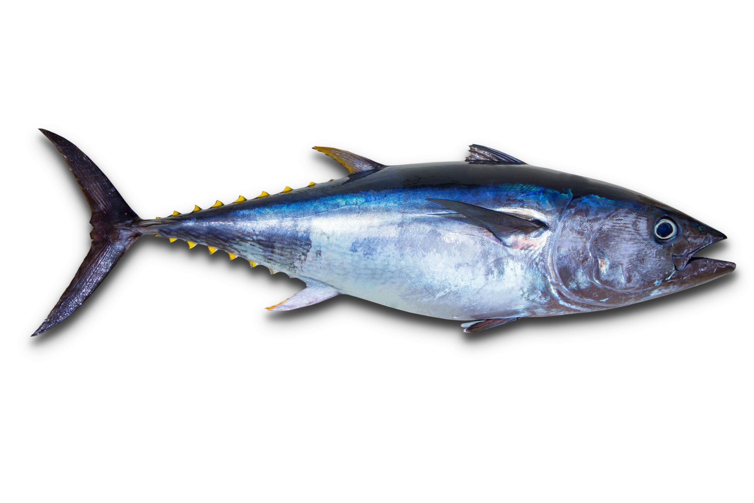 Tuna Fish Image
