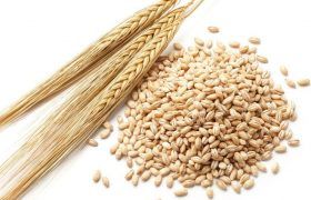 Barley (Hordeum vulgare) Image