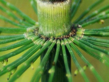 Horsetail Leaves Image