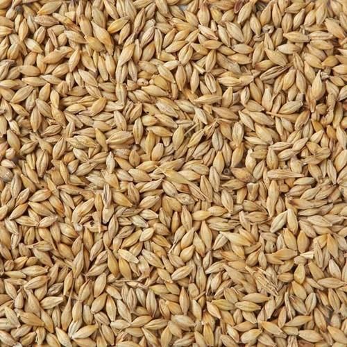 Malted Barley Image