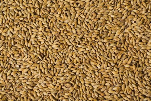 Barley Malt Image