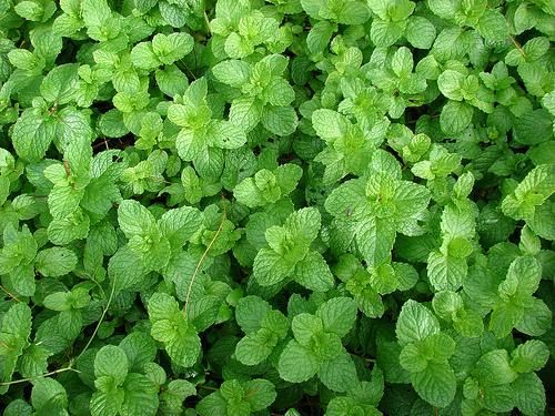 Mint leaves (Mentha spicata) Image