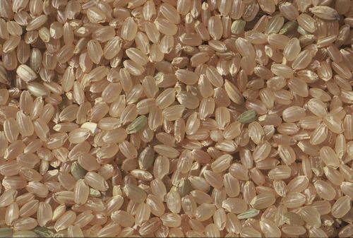 Rice, raw, milled (Oryza sativa) Image