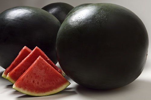 Water melon, dark green (sugar baby) (Citrullus vulgaris) Image
