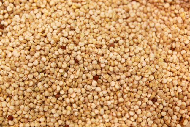 Quinoa (Chenopodium quinoa) Image
