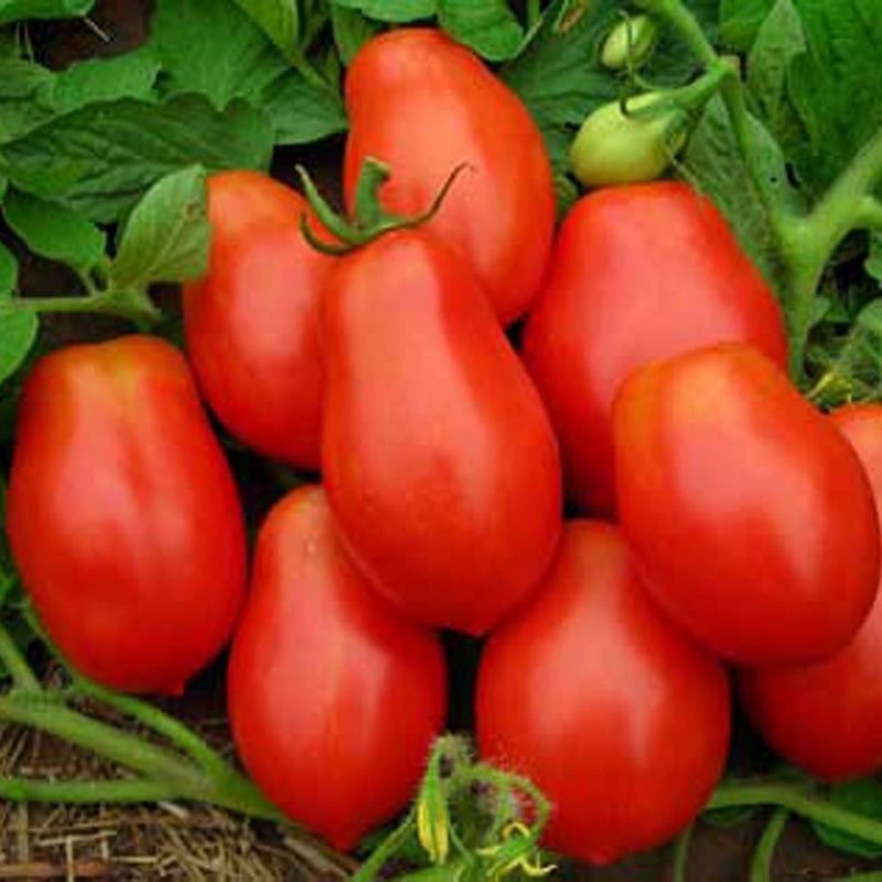 Tomato, ripe, hybrid (Lycopersicon esculentum) Image
