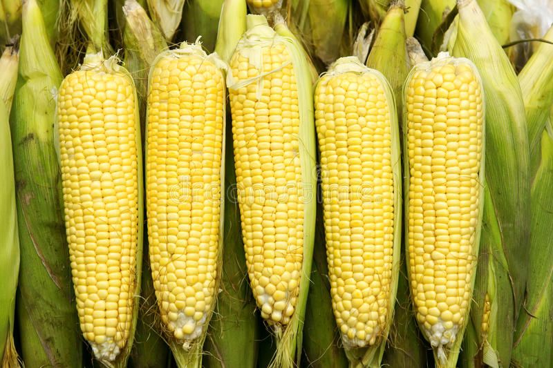 Maize, tender, local (Zea mays) Image