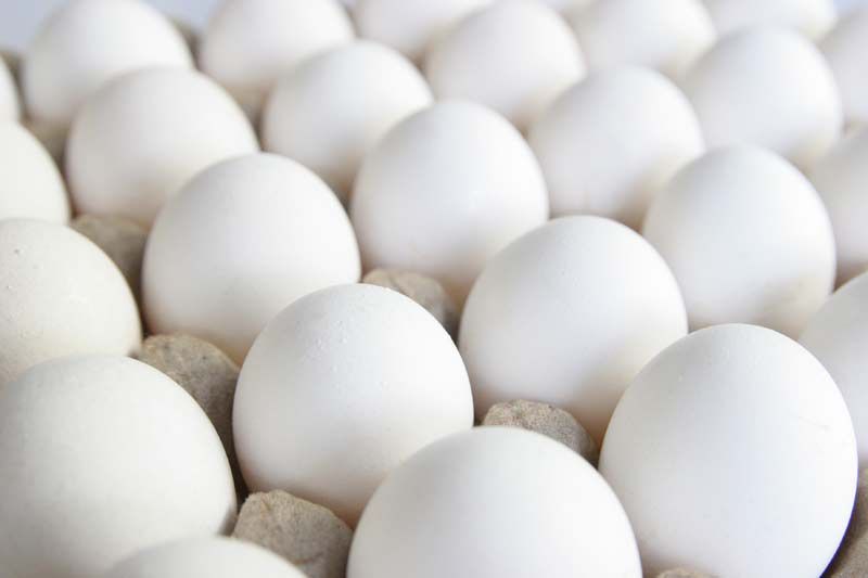 Egg, poultry, white, raw Image